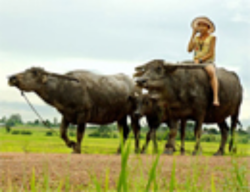 Ảnh của 'Ca dao, tục ngữ' thời hiện đại (Phần 9)