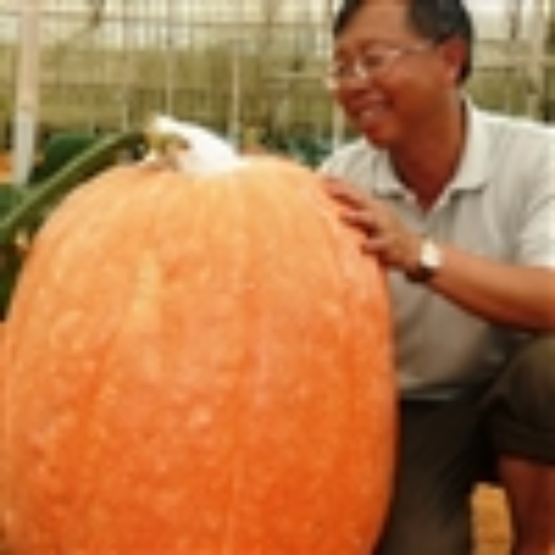 Ảnh của Quả bí ngô nặng 80kg