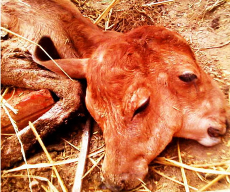 Ảnh của Con bê 2 đầu kỳ quái ở Việt Nam