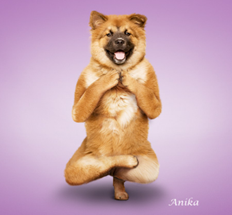 Ảnh của Khi chó cũng luyện tập Yoga