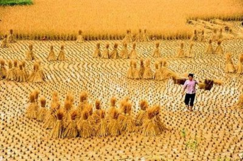 Ảnh của Thực đơn của những người nói tiếng Nam Đảo đầu tiên (II)